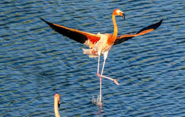 Flamenco - isla Isabela - islas Galapagos - Ecuador 21.jpg